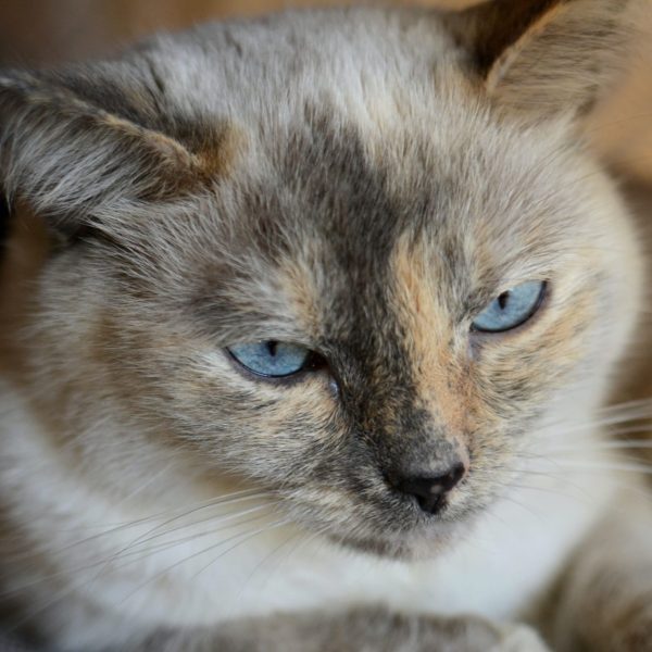 a-beautiful-blue-eyed-siamese-mix-cat-feline-kitty-kitten-with-neutral-tones-fur-1.jpg