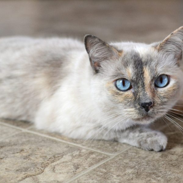 a-beautiful-blue-eyed-siamese-mix-cat-feline-kitty-kitten-with-neutral-tones-fur.jpg