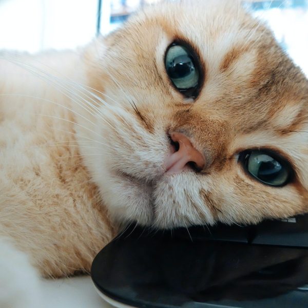 cat-face.jpg