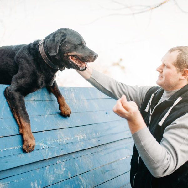 cynologist-training-service-dog-on-playground.jpg