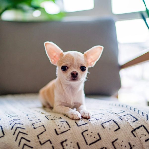 dog-2.jpg