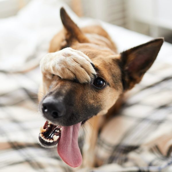 embarassed-dog-on-bed.jpg
