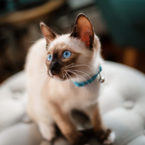 gibson-the-snow-shoe-siamese.jpg