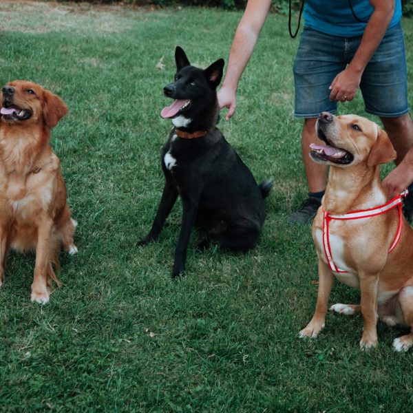 trained-dogs.jpg